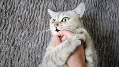 愛情から噛みつきへは紙一重：猫が舐めた後に襲いかかる隠れた理由