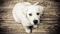 飼うのを避ける傾向にある7つの犬種:その欠点とは?