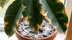 土壌の塩害時に植物が助けを求めて発するサイン。初期の兆候