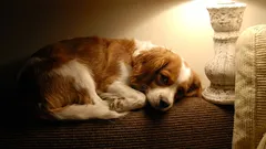 犬を家に一人にしておくときは、照明をつけたままにしておくべきでしょうか？