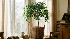 日常生活でも育てやすく、何十年も生き続ける10種類の長寿観葉植物