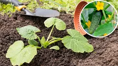 キュウリを露地に植える時期：カバノキとタンポポを目安に