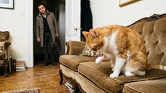 あなたの猫はあなたを好きではない:毎日見過ごしている5つのサイン