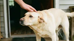 犬を正しくブラッシングする方法：最初に避けるべき5つの部位