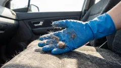 ペットの毛や臭いを完全に除去:車内を素早く掃除する方法