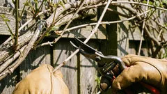 3月に剪定して、より美しい花を咲かせるために必要な植物。