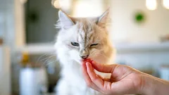 なぜ猫に手から餌をあげてはいけないのか――日常生活が楽になる5つの理由