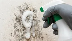 壁のカビを素早く取り除く方法:効果的な民間療法をご紹介します