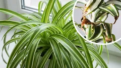 なぜ観葉植物の葉先が枯れてしまうのでしょうか？