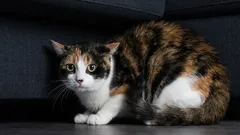 猫が本当に恐れていること――人間には気づかれていないかもしれない