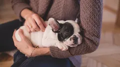 責任ある飼い主であることの7つのサイン